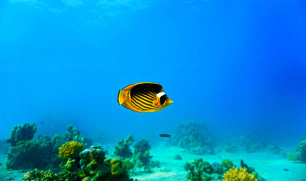 istock Underwater photo of beautiful Butterfly fish 1464638836
