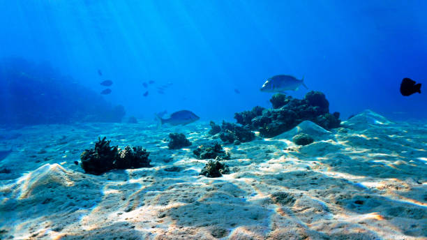 istock Tropical fish at a coral reef 1464638837
