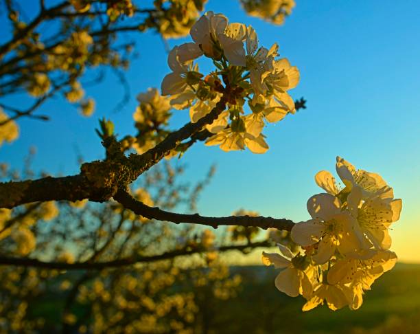 istock Cherry blossoms bloomed. Cherry branch in blossom. Cherry tree in bloom 1464639578