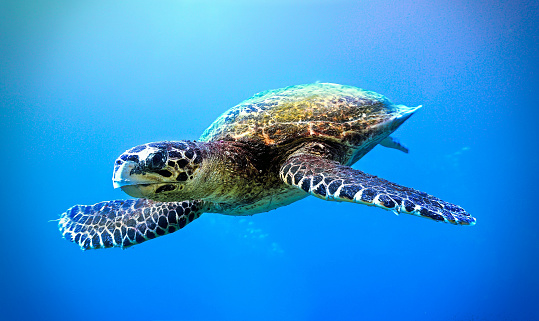 Sea turtle swims under water on the background of coral reefs. Maldives Indian Ocean coral reef.