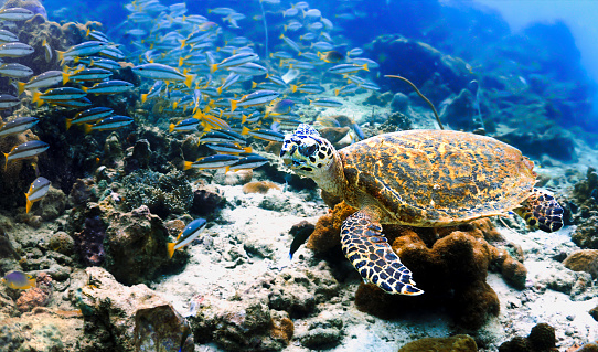 Underwater photo from a scuba dive in the Indian Ocean