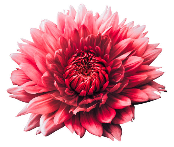 istock Flower red  dahlia. Isolated on a white background. Close-up. For design. 1464640104
