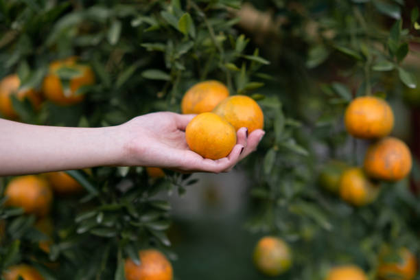 istock Hand reaching Tangerine from the tree to harvest. 1464641177