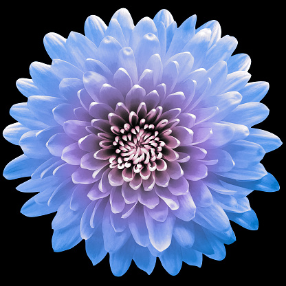 Blue  flower  chrysanthemum on the black isolated background with clipping path. Closeup. For design. Nature.