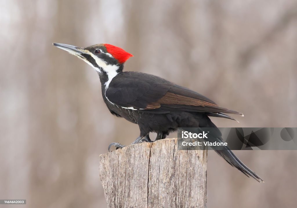 Pileated woodpecker portrait sitting on a tree trunk into the forest Pileated woodpecker portrait sitting on a tree trunk into the forest, Quebec, Canada Pileated Woodpecker Stock Photo