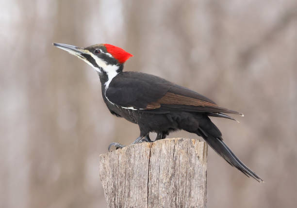 Pileated woodpecker portrait sitting on a tree trunk into the forest Pileated woodpecker portrait sitting on a tree trunk into the forest, Quebec, Canada pileated woodpecker stock pictures, royalty-free photos & images