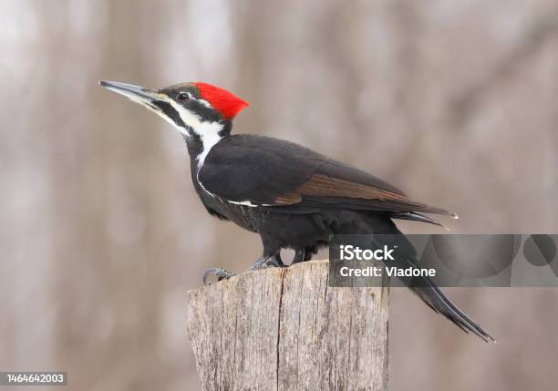 Pileated Woodpecker Portrait Sitting On A Tree Trunk Into The Forest Stock Photo - Download Image Now