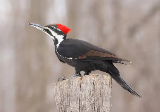 Photo of Pileated woodpecker portrait sitting on a tree trunk into the forest