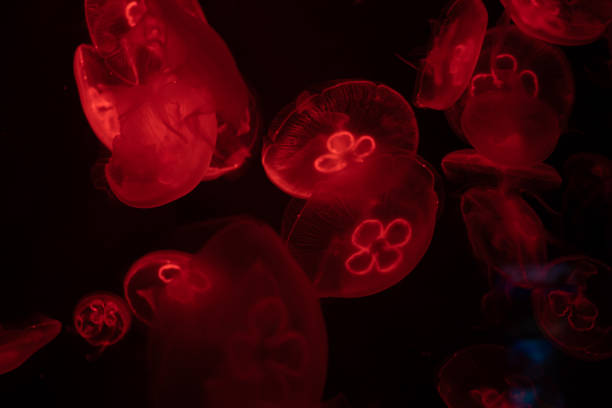 istock Moon jellyfish underwater with red light over dark background. 1464642109