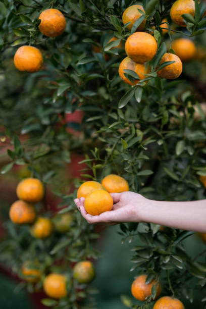 istock Hand reaching Tangerine from the tree to harvest. 1464642158