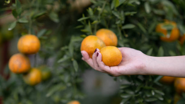 istock Hand reaching Tangerine from the tree to harvest. 1464642268