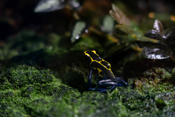 istock Dendrobates tinctorius, dyeing poison-arrow frog. 1464643078