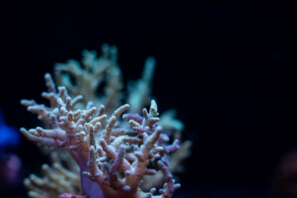 Underwater coral reef tropical sea view.
