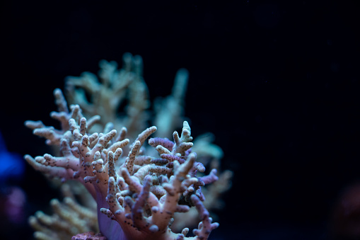 beautiful coral reef, ocean underwater