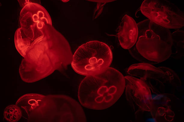 istock Moon jellyfish underwater with red light over dark background. 1464643145
