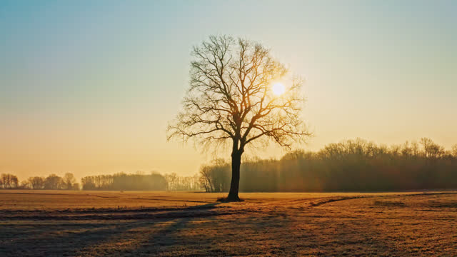 A lone tree among cultivated fields while the sun is rising, the sun's rays are visible between the branches of the tree