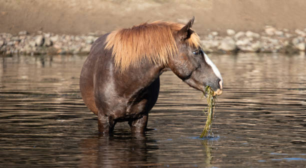 istock Dark brown chestnut bay wild horse stallion reflecting in the Salt River while feeding on eel grass - Mesa Arizona United States 1464644338