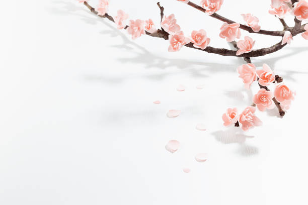 Delicate pink sakura flowers on branch in hard light with shadows on soft light white wood table, top view, copy space, border. Spring flowers scene for advertisement, design, card, poster, flyer.