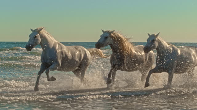Super slow motion white horses running and splashing in ocean. Provence-alpes-cote d'azur