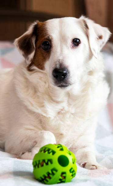 istock Portrait of a dog with a toy, vertical frame 1464654376