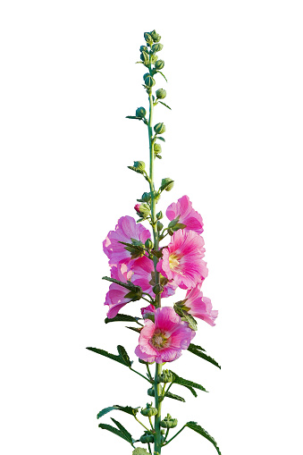 Sweet colorful pink hollyhock blooming and green bud flowers isolated on white background with copy space and clipping path.