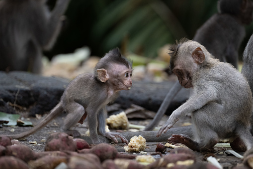 Cute small baby monkeys playing in the Monkey Forest in Ubud, Bali, Indonesia.