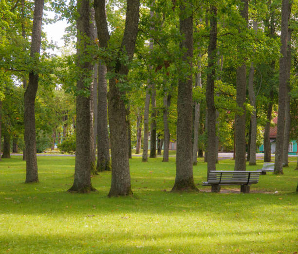 bench in a quiet park - autumn street single lane road tree imagens e fotografias de stock