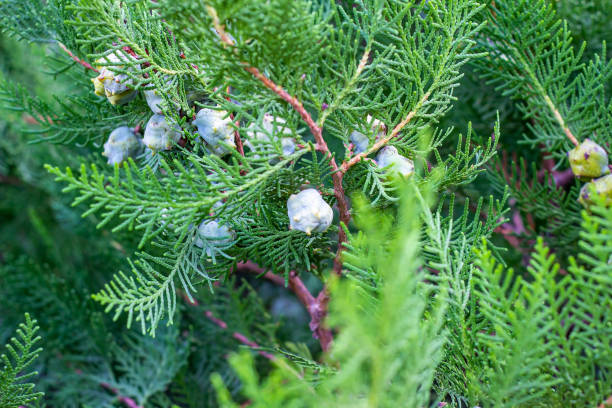 Brigth green cypress branches with young cones in spring in the forest close up Brigth green cypress branches with young cones in spring in the forest close up. port orford cedar stock pictures, royalty-free photos & images