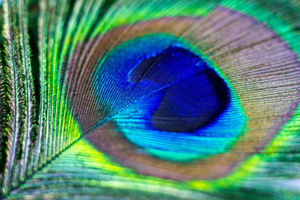 istock Bright blue and green male tail peacock feather close up 1464662675