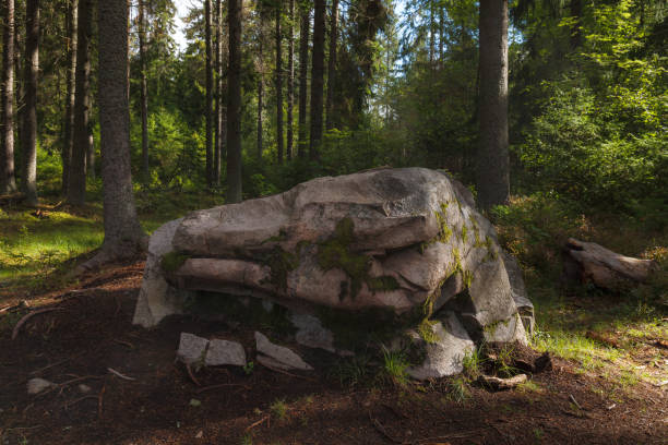 istock Green woods with mossy boulders. 1464663051