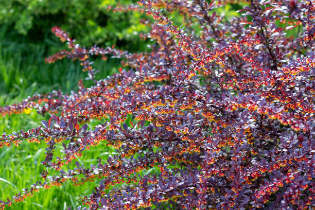 яркий тунбергс барбарис (berberis thunbergii concorde) листья и цветущие цветы в саду весной - japanese barberry стоковые фото и изображения