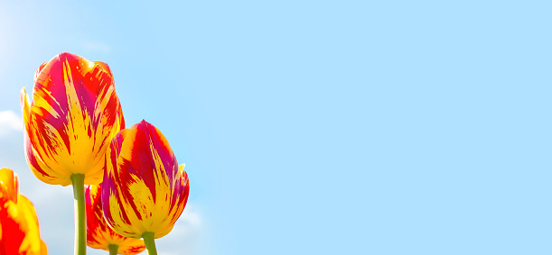 Bright red, orange and yellow blossoming tulip flowers on the field in spring against the blue sky with copy space.