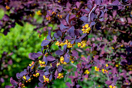 Bright Thunbergs Barberry (Berberis thunbergii Concorde) leaves and blooming flowers in the garden in spring.