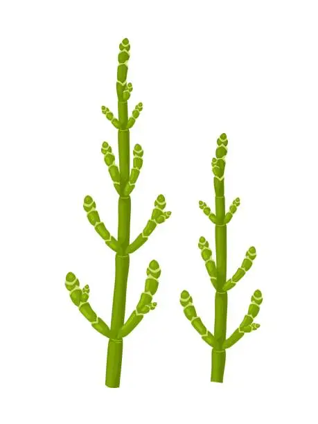 Vector illustration of Sea asparagus