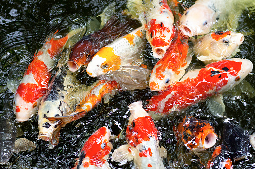 Beautiful and colorful koi fish swimming in the garden pond.