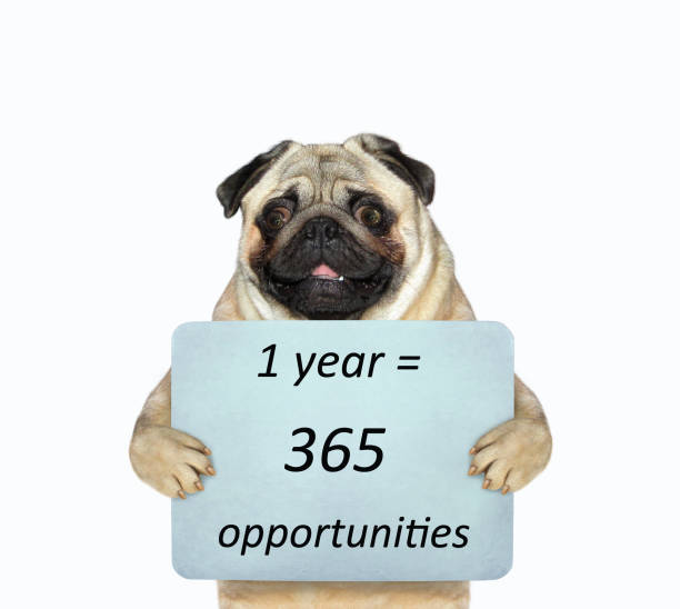 istock Dog pug holds poster with text 1464665922