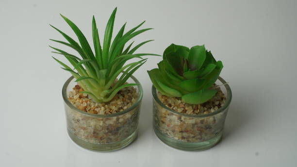 istock a pair of small and aesthetic artificial plants 1464667828