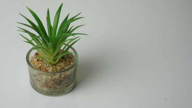 istock a small and aesthetic artificial plant #2 1464667851
