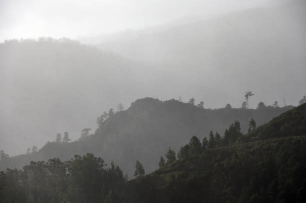 Dramatic scenic fog in pine forest on mountain slopes. Foggy dark mountain forest pine trees at autumn, Madeira island at winter