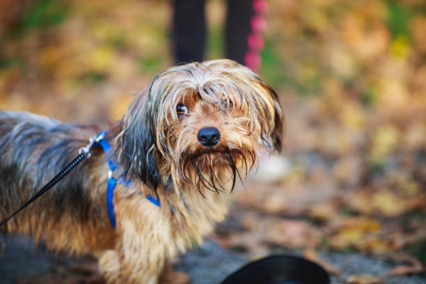 istock Cute hairy mixed-breed dog on a leash outdoors in autumn 1464672172
