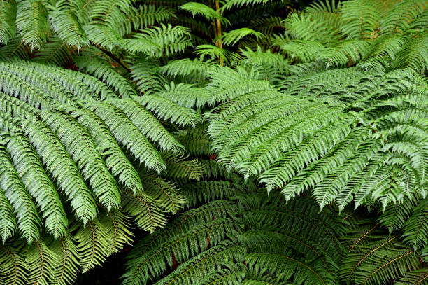 istock Fern leaves in the forest 1464672315