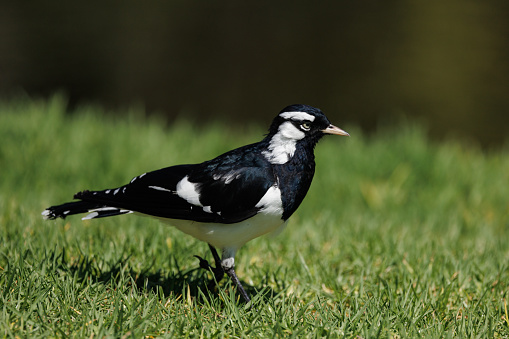 A male Magpie-Lark, Grallina cyanoleuca, in a grassy field.