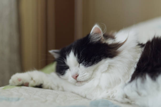 istock A fluffy black and white cat sleeps sweetly on a bedspread 1464678796