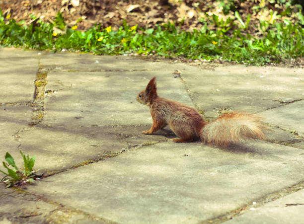 istock Close up wild squirrel looking away on brick pathway in park concept photo 1464681364