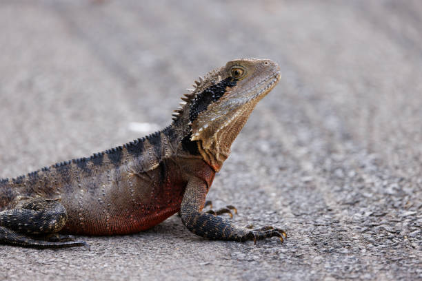 Australian Water Dragon, Intellagama lesueurii, resting in the shade.
