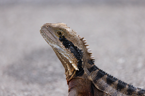 Portrait of an Australian Water Dragon, Intellagama lesueurii, resting in the shade.