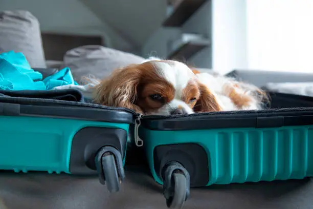 Portrait of tired sleepy Cavalier King Charles spaniel dog pet lying in open turquoise suitcase full of clothes on grey sofa, waiting for owner, missing master, relaxing after travelling. Pet care.