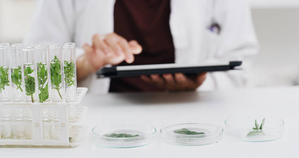 Tablet, science and scientist studying plants in glass vials for research or experiment in a lab. Technology, botany and professional biology botanist with leaves and mobile device in a laboratory.