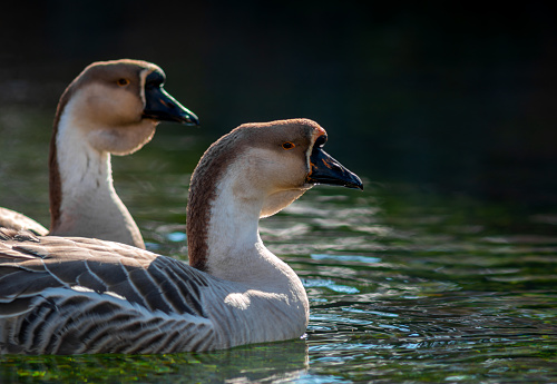 A male of geese and female in background swim together in clean water