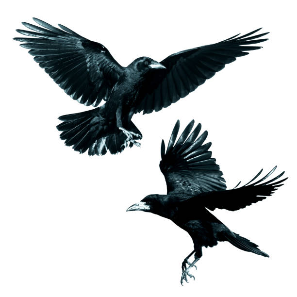 istock Rook Corvus frugilegus flying black bird isolated on white background, set two birds 1464683042